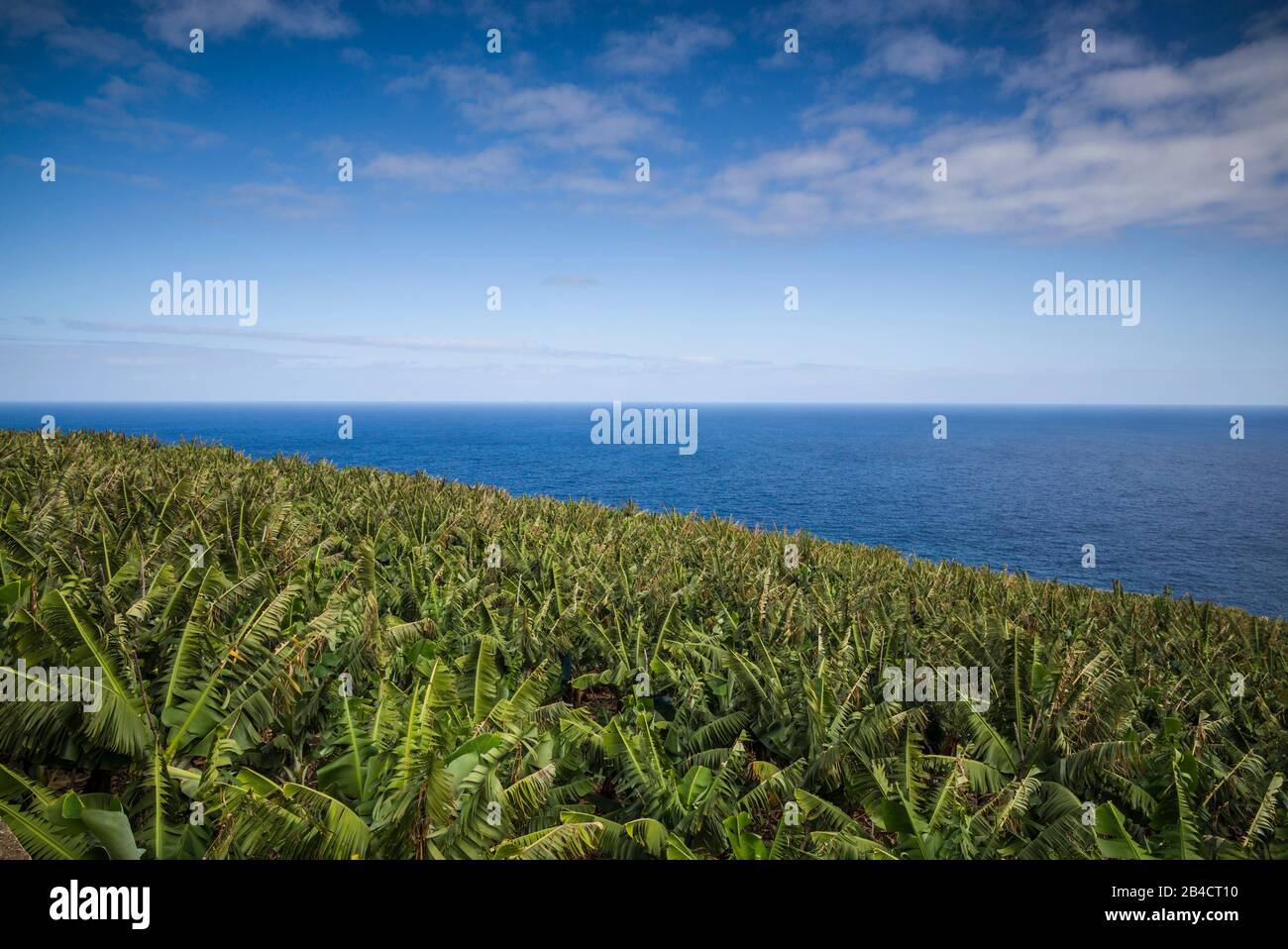 Spain, Canary Islands, La Palma Island, La Cuesta, banana plantation Stock Photo