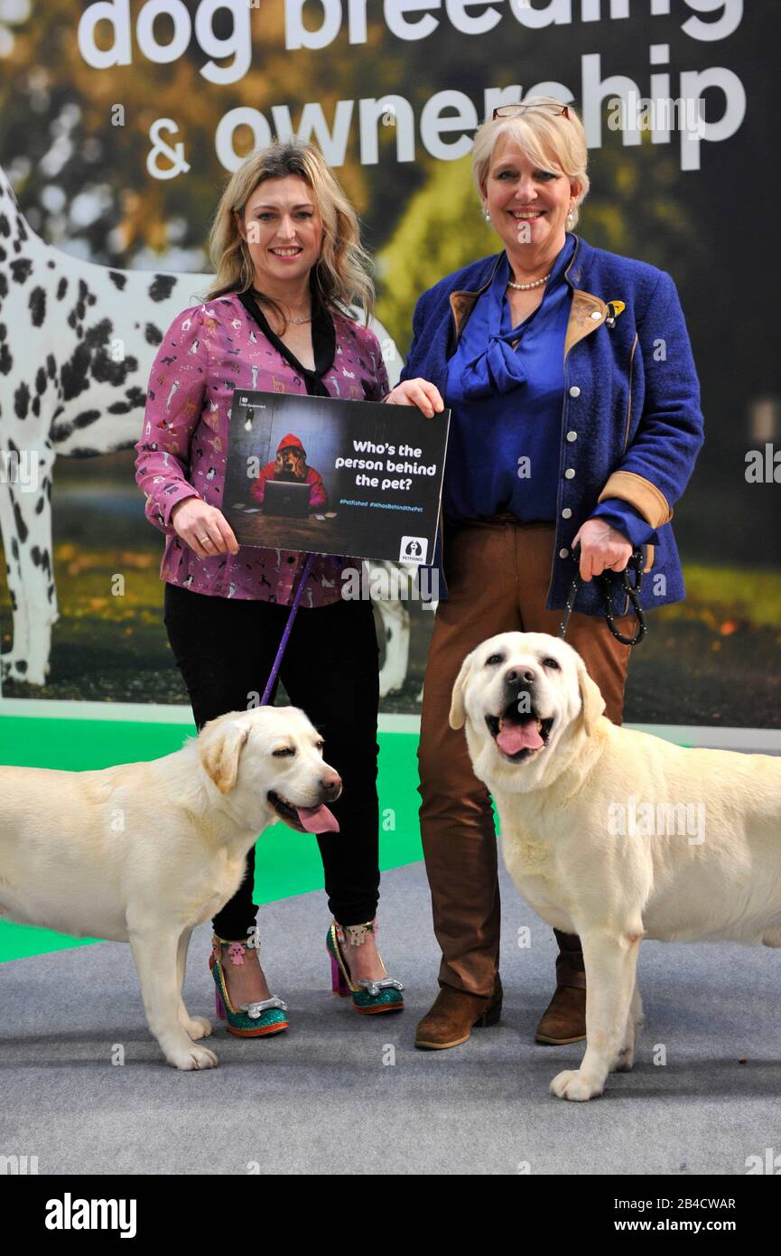 kennel club labrador breeders