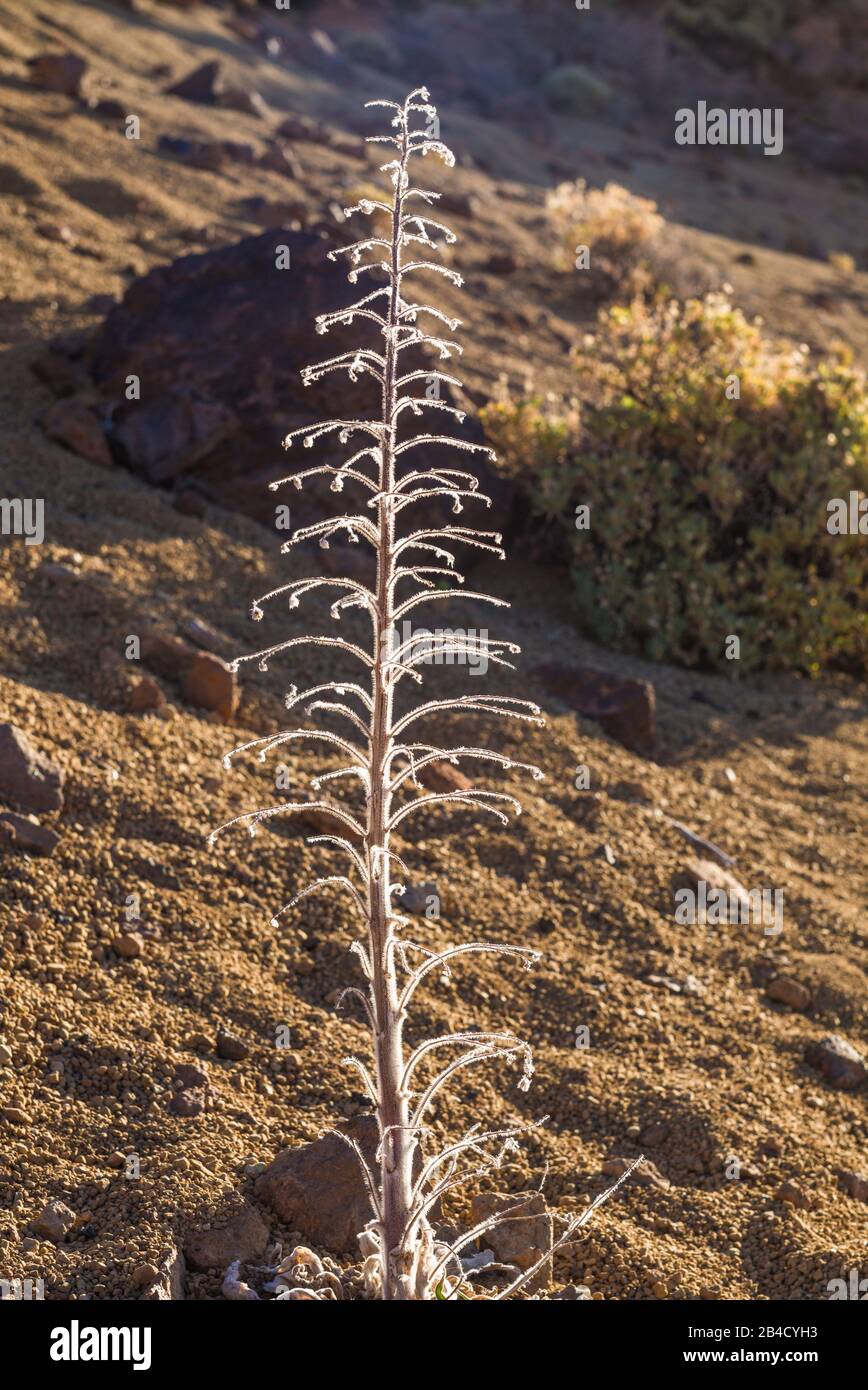 Desert plant coated with ice hi-res stock photography and images - Alamy