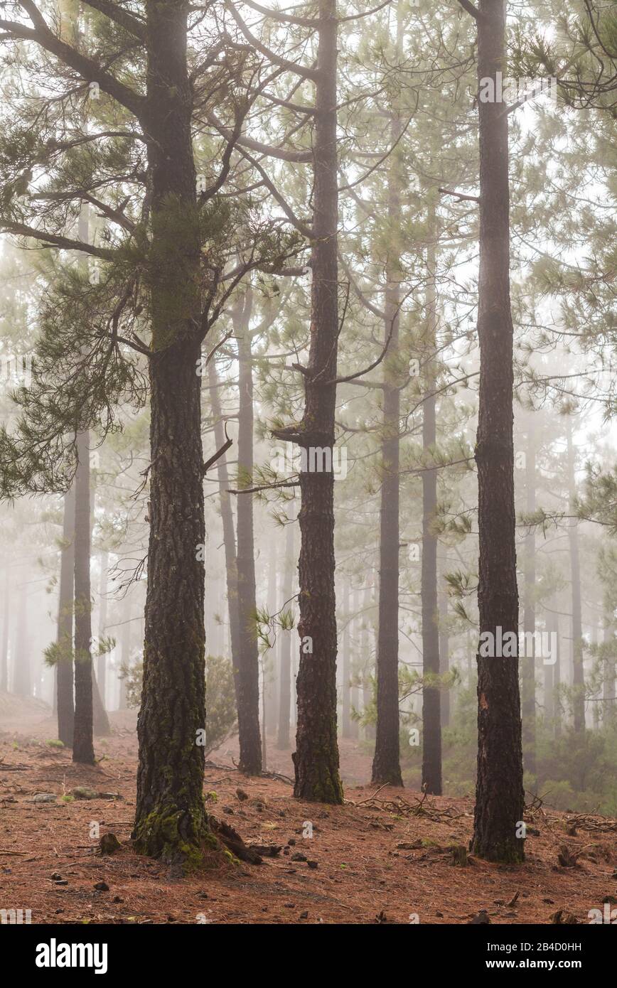 Parque nacional del bosque hi-res stock photography and images - Alamy