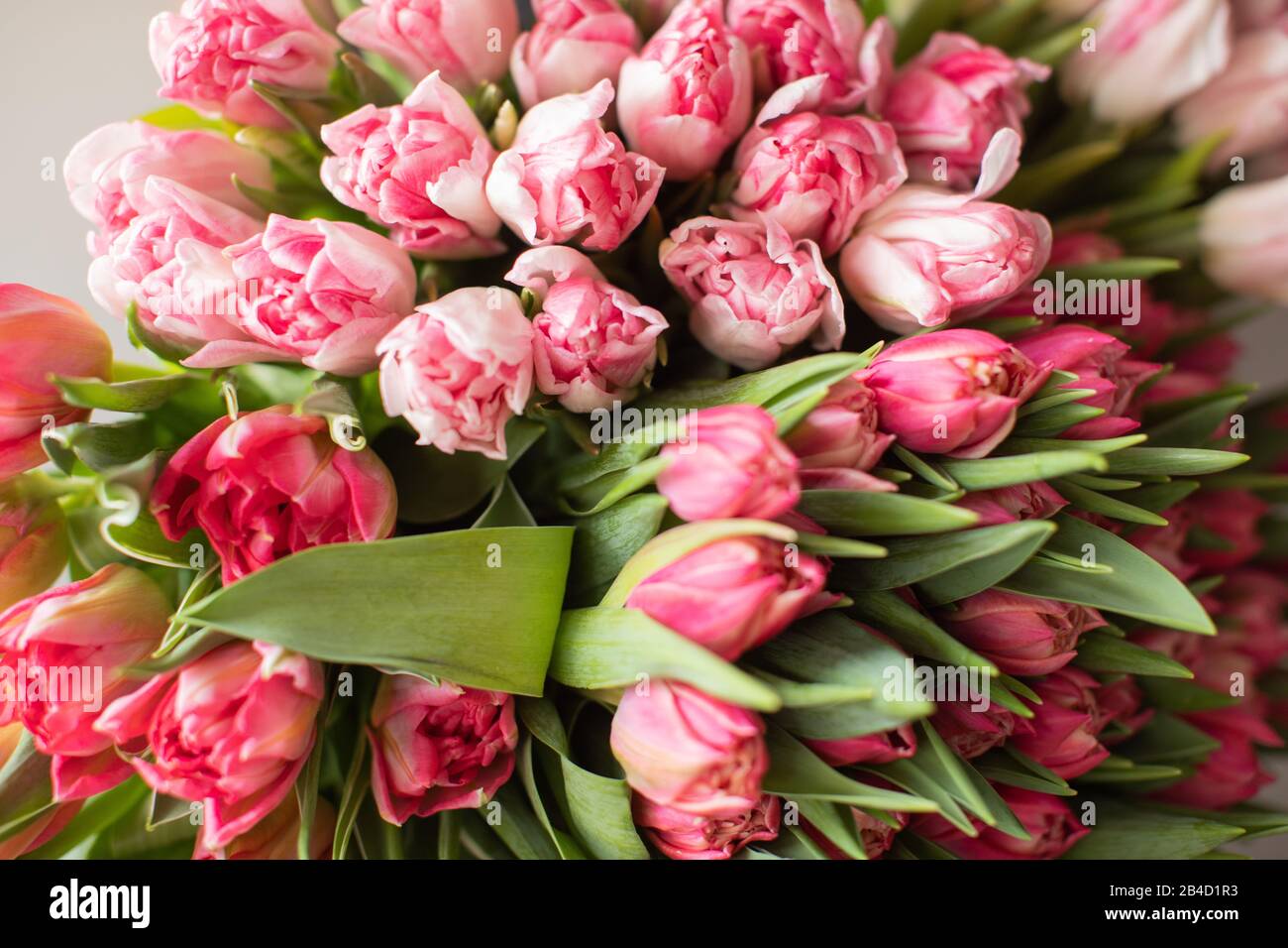 Close Up Large Beautiful Bouquet Of Mixed Tulips Flower Background And Wallpaper Floral Shop Concept Beautiful Fresh Cut Bouquet Flowers Delivery Stock Photo Alamy