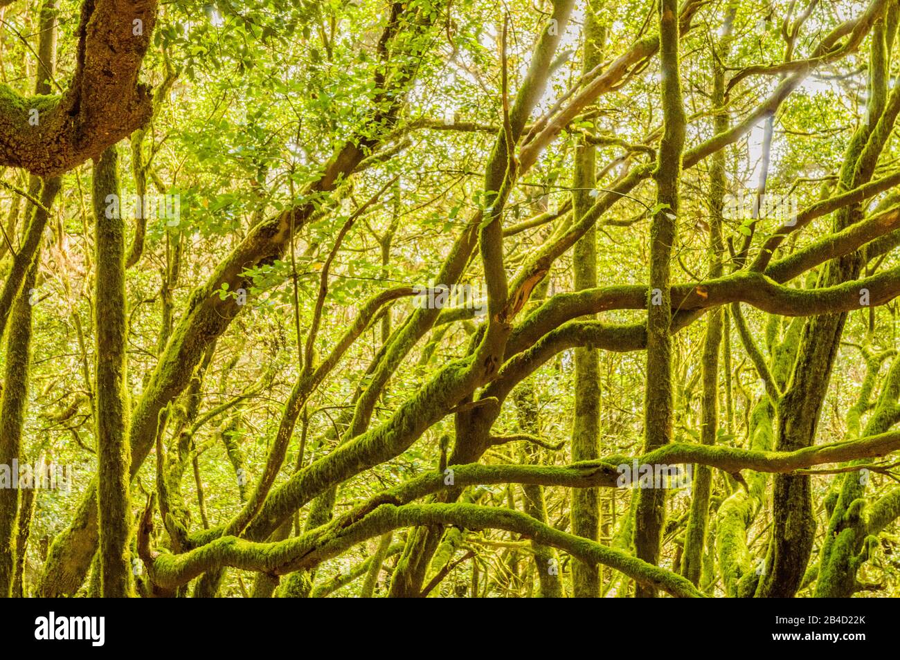 Monteverde Canary Islands of Laurisilvas with Morella faya Beech Trees, Covered with Moss and Lichens in Garajonay National Park. April 15, 2019. La G Stock Photo