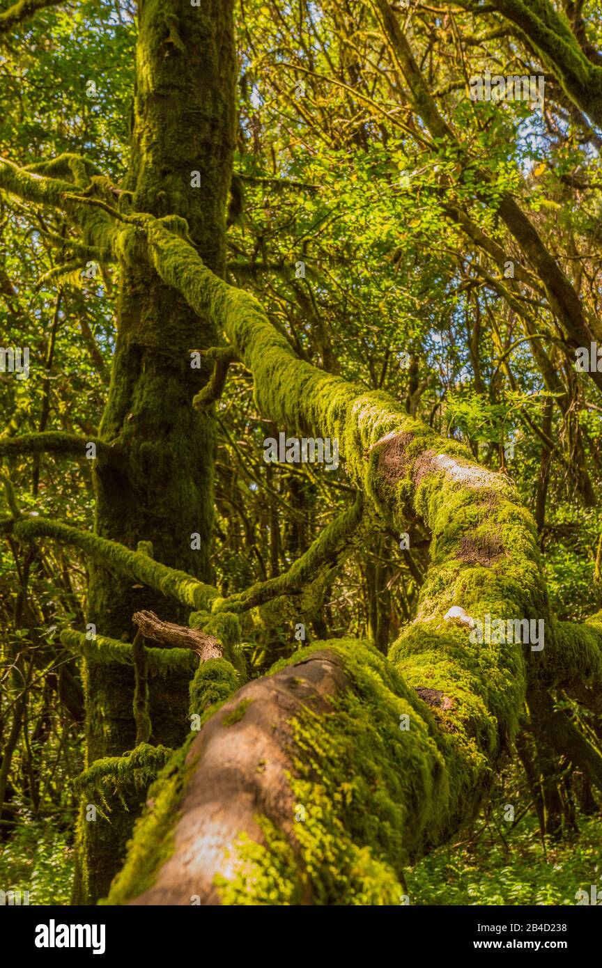 Infinite Trunk In A Monteverde Canary Island Of Fayal Brezal Are Beech Morella Faya And Heather Erica Arborea, Covered With Moss And Lichens In Garajo Stock Photo
