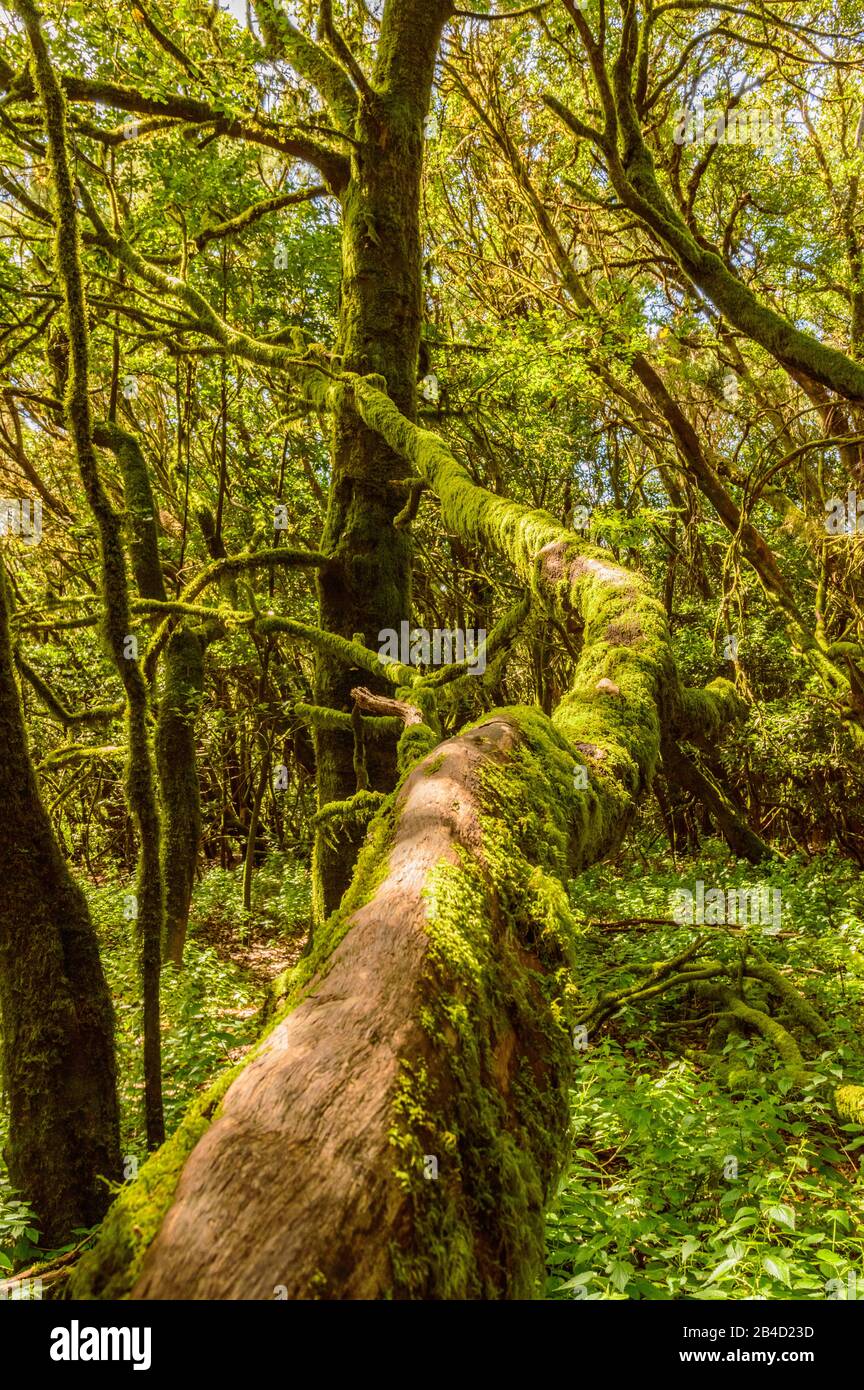 Infinite Trunk In A Monteverde Canary Island Of Fayal Brezal Are Beech Morella Faya And Heather Erica Arborea, Covered With Moss And Lichens In Garajo Stock Photo