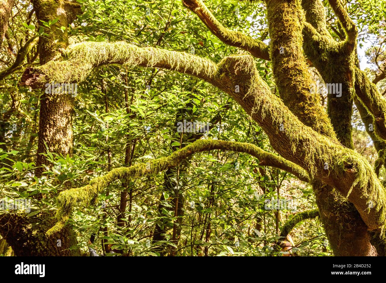 Monteverde Canary Islands of Laurisilvas with Morella faya Beech Trees, Covered with Moss and Lichens in Garajonay National Park. April 15, 2019. La G Stock Photo