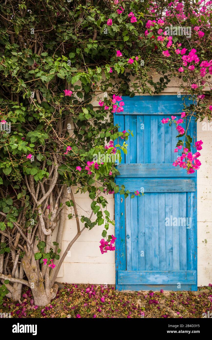 Spain, Canary Islands, Fuerteventura Island,  La Oliva,  blue door of garden shed Stock Photo