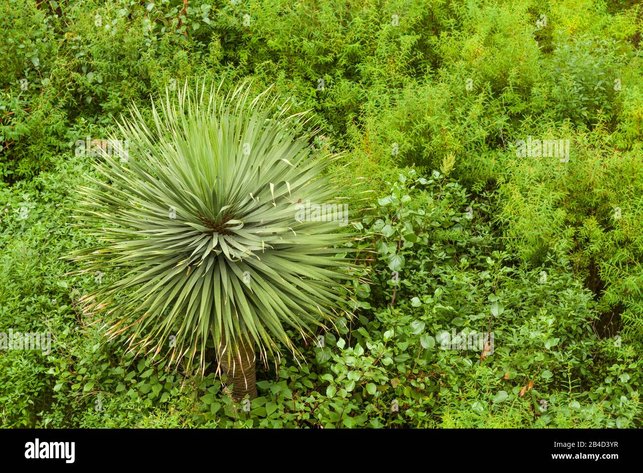 Spain, Canary Islands, La Palma Island, Santa Cruz de la Palma, hillside vegetation Stock Photo