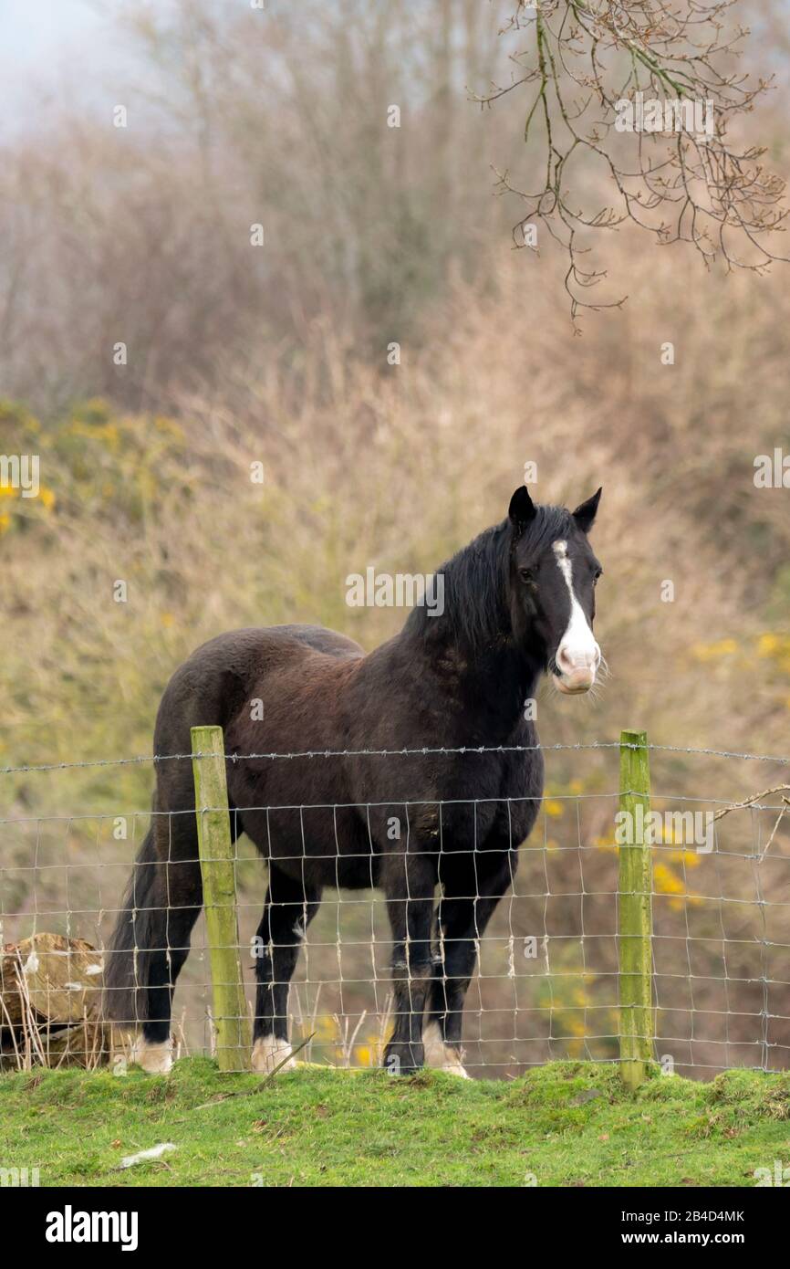 Cwmrheidol, Ceredigion, Wales, UK. 06th March 2020 UK Weather: A horse standing in a field along the Rheidol valley in mid Wales, with a mixed day of sunshine and cloud. © Ian Jones/Alamy Live News Stock Photo