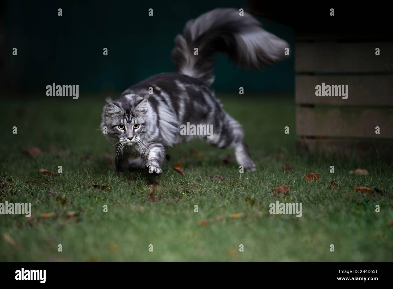 playful black silver classic tabby maine coon cat outdoors on the lawn
