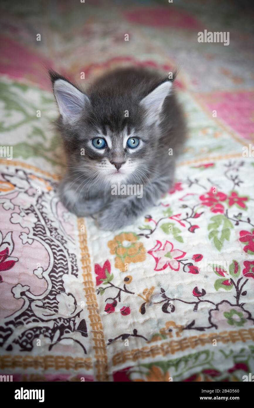 4 week old black silver mackerell tabby maine coon kitten lying on