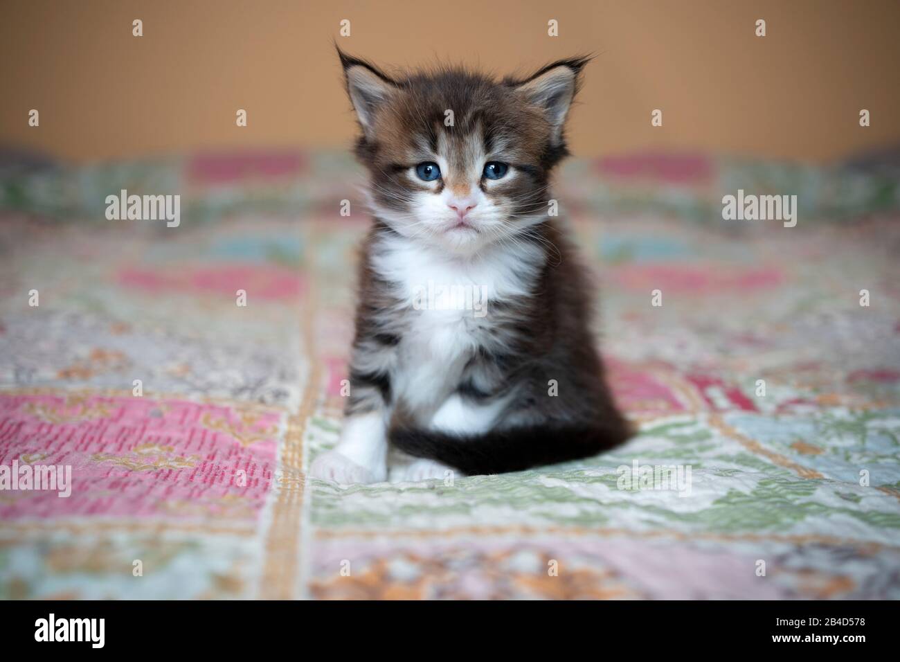4 week old cute black torbie white maine coon kitten sitting on