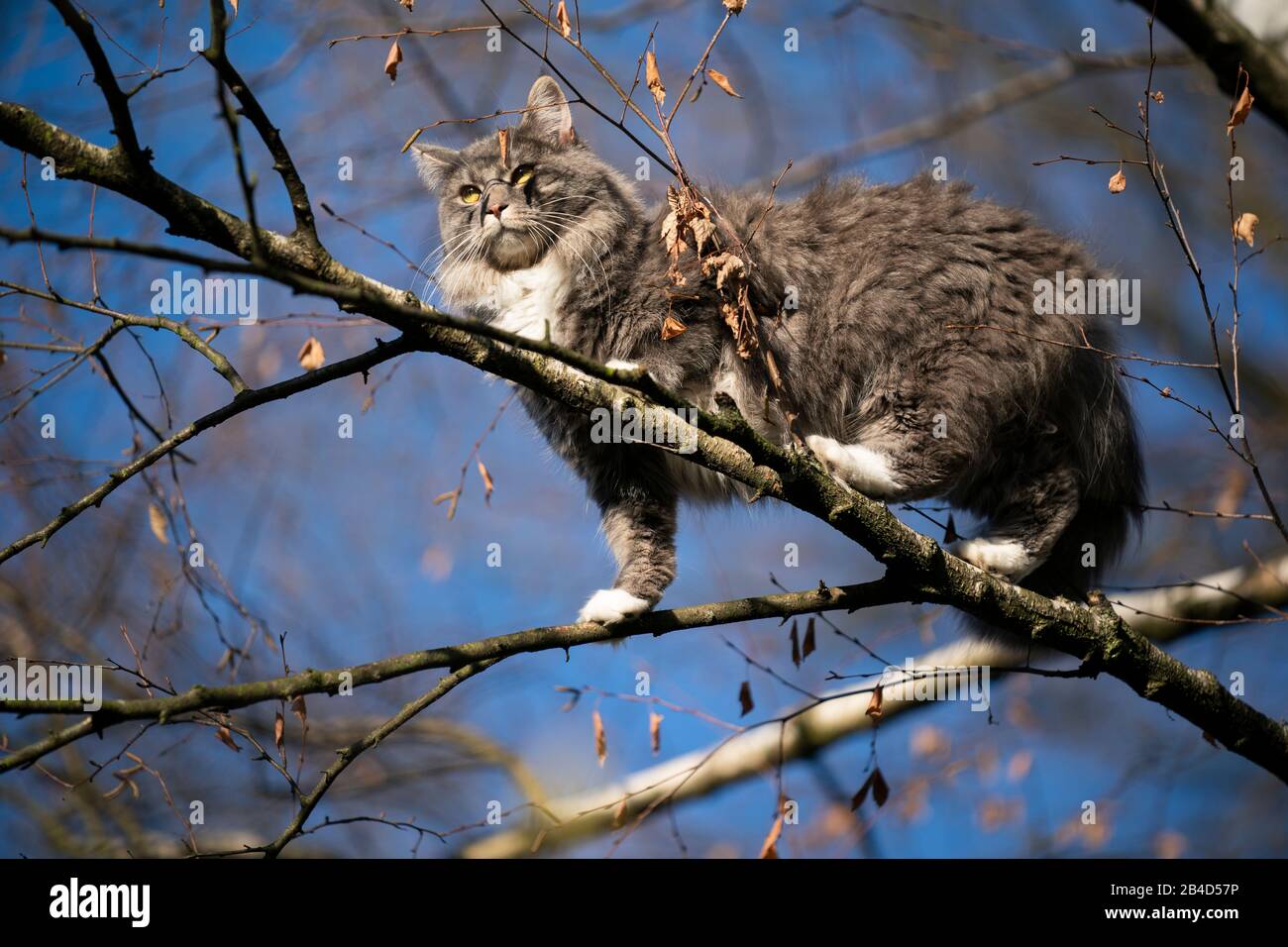 blue tabby white maine coon cat climbing on birch tree outdoors in