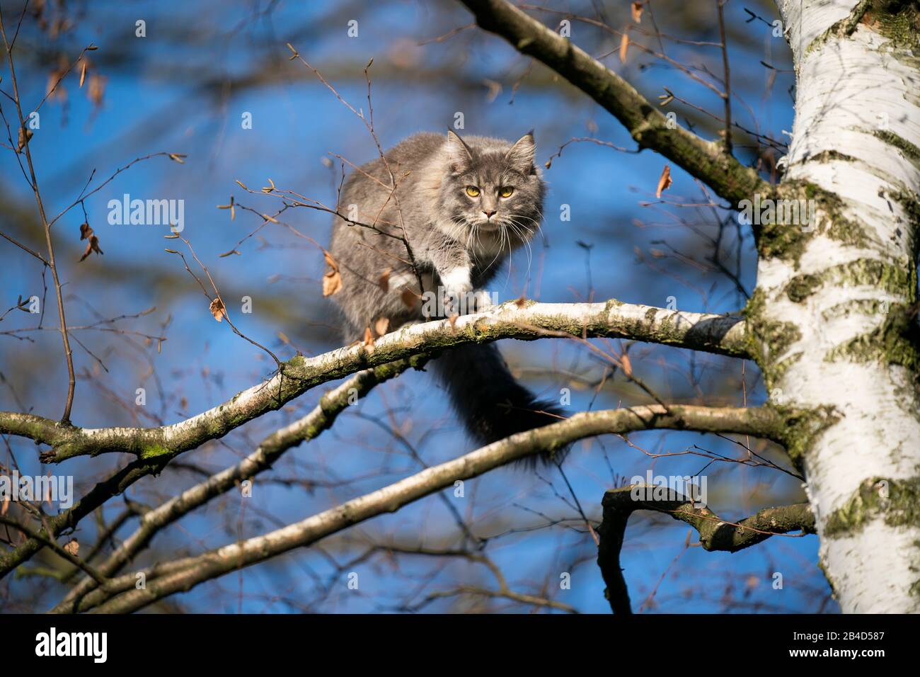 blue tabby white maine coon cat climbing on birch tree outdoors in