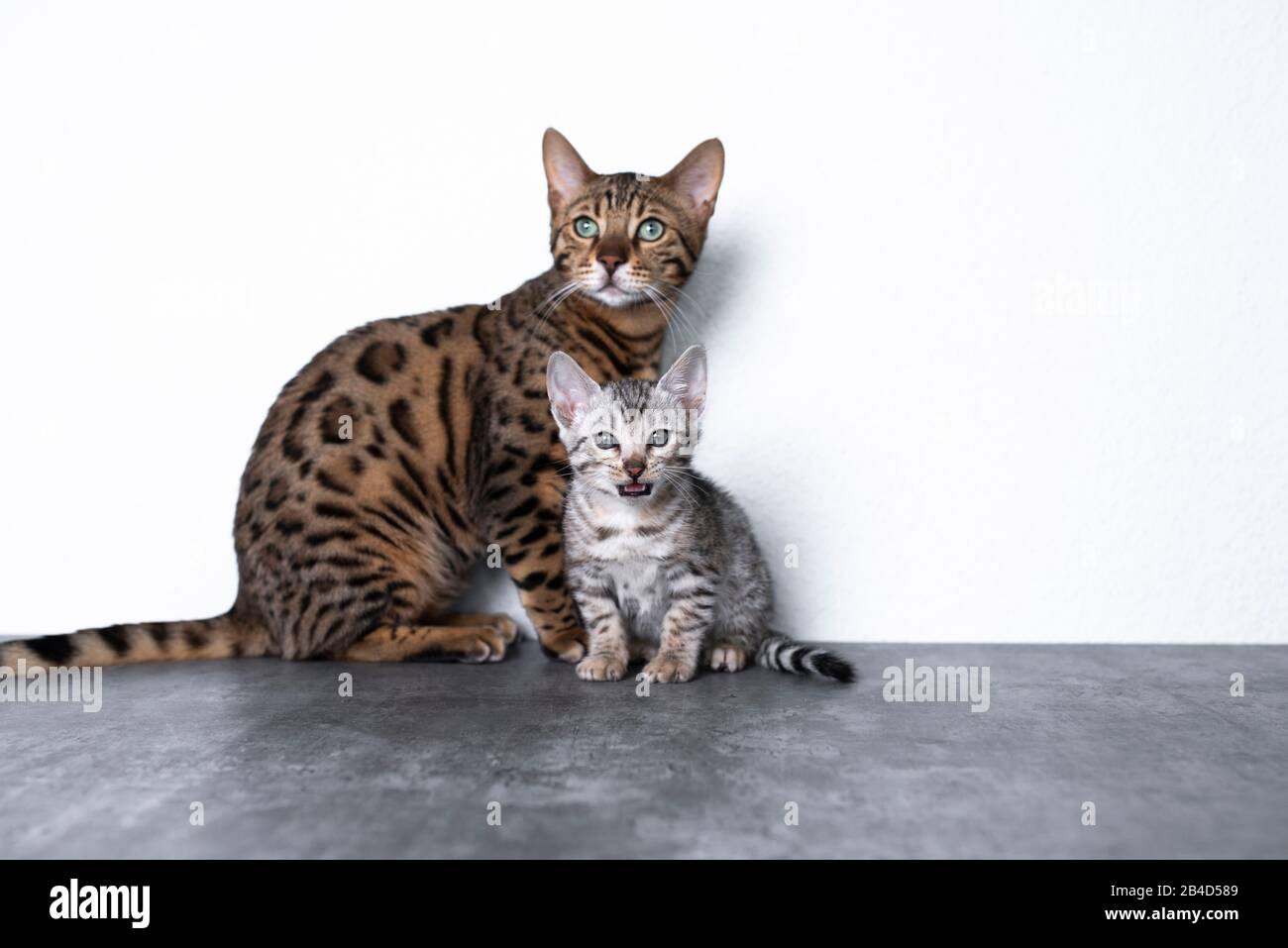two bengal kittens standing on concrete floor in front of white 