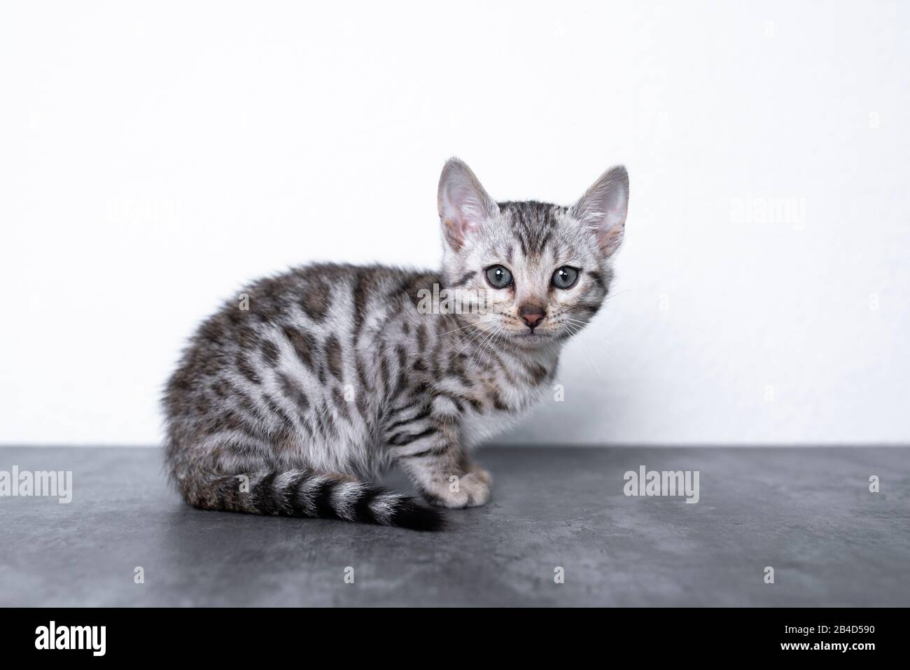 8 week old tabby kitten