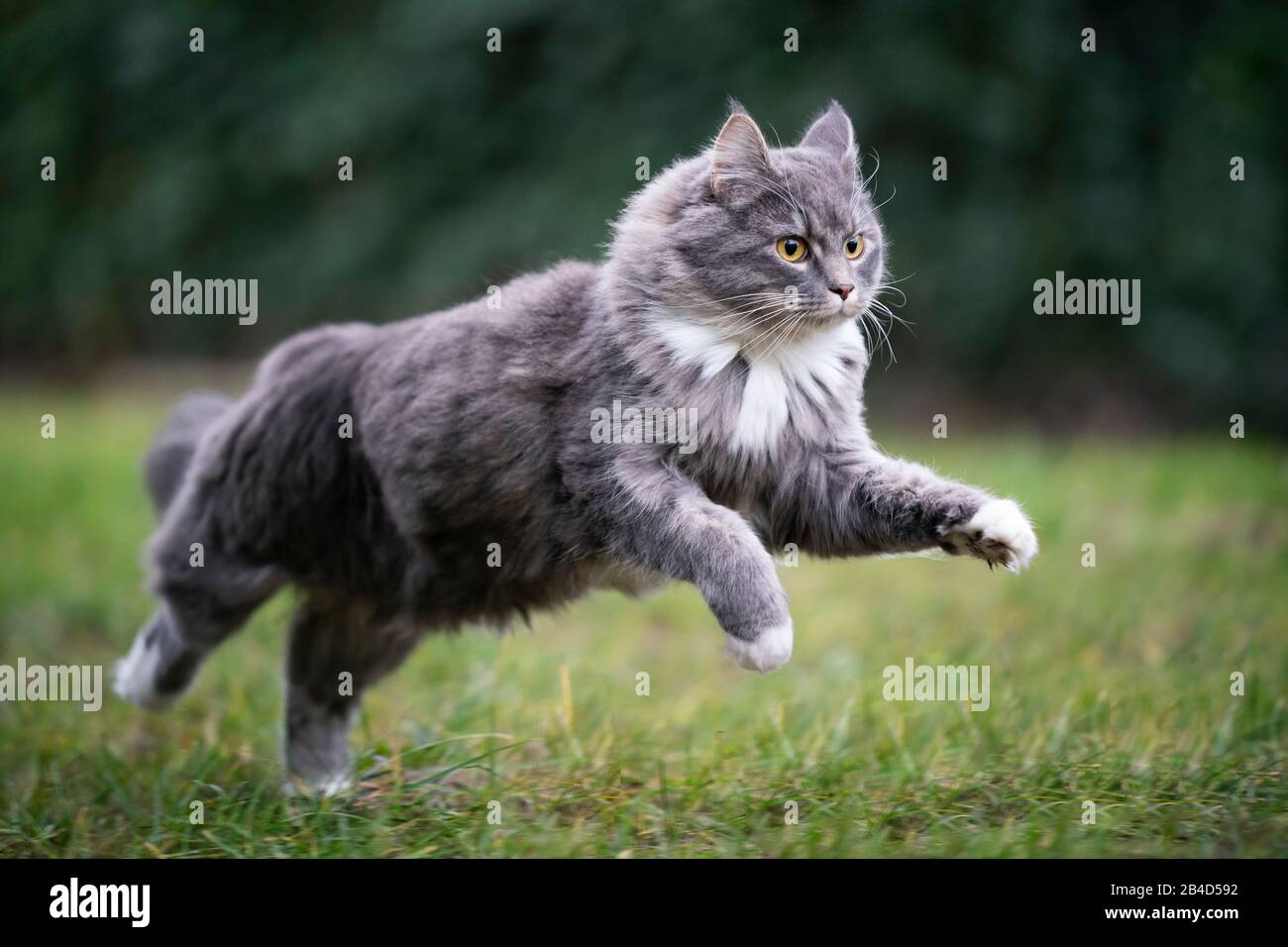 blue tabby maine coon cat running fast on grass outdoors in the back