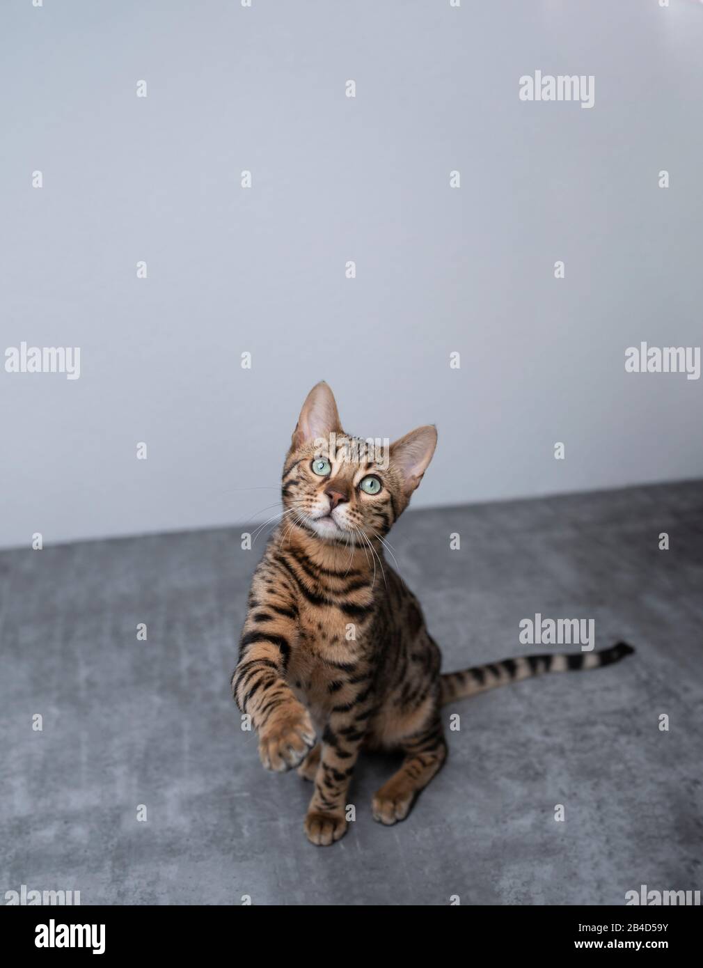 young playful bengal cat begging for food on concrete floor in front of