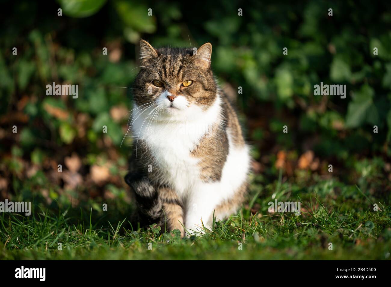 portrait of a tabby white british shorthair cat sitting on grass ...