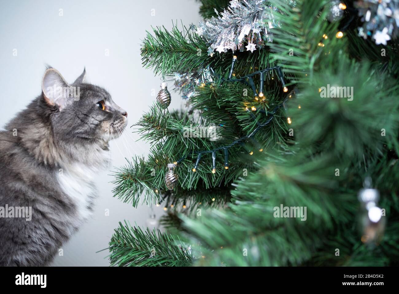 curious blue tabby white maine coon cat smelling on christmas tree
