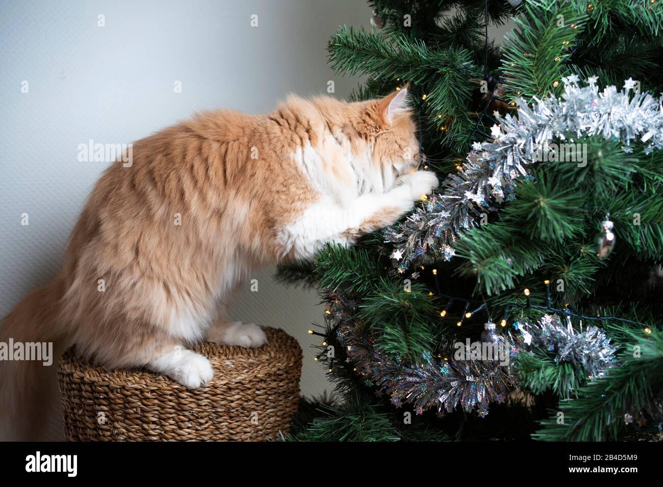 curious ginger white maine coon cat playing with christmas tree