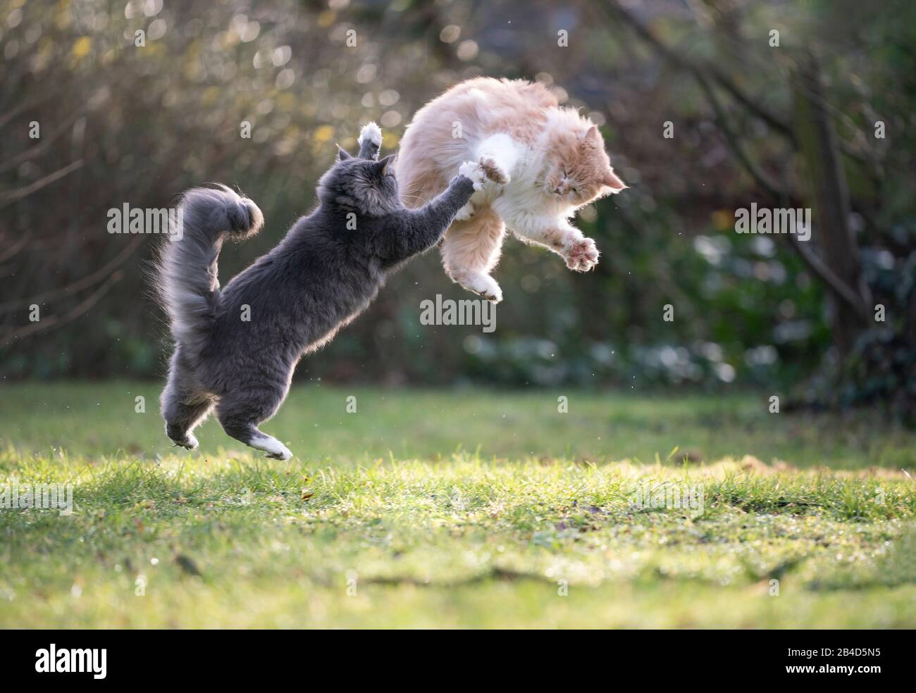 two playful maine coon cats playing outdoors in nature fighting jumping