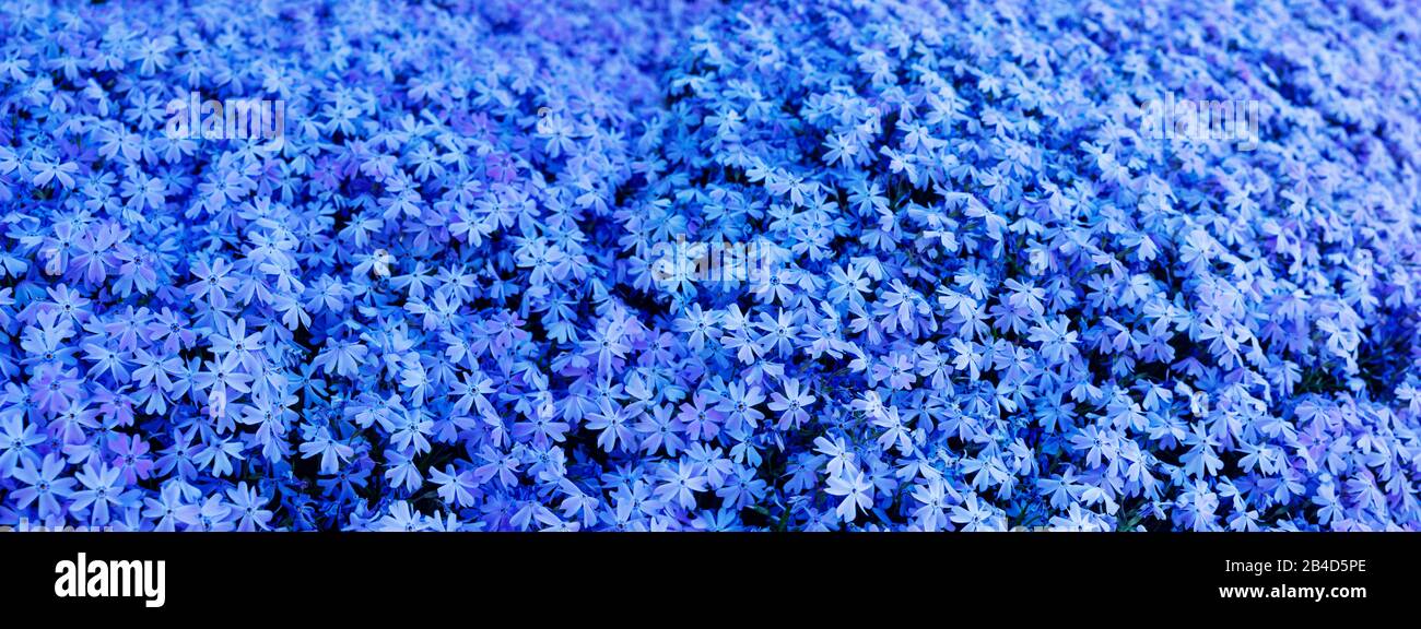 Upholstery phlox, blue flower background Stock Photo