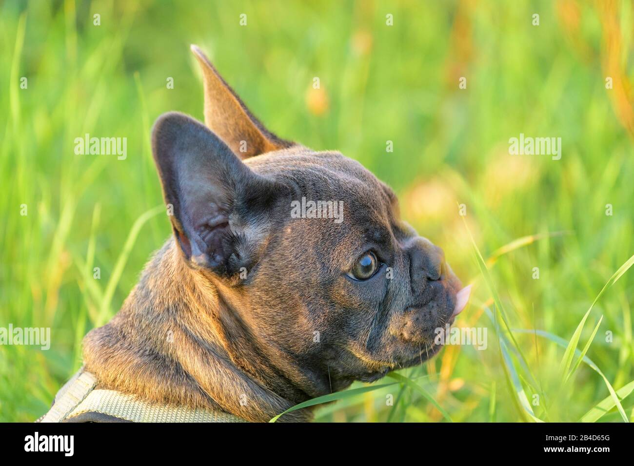French bulldog, puppy in meadow Stock Photo