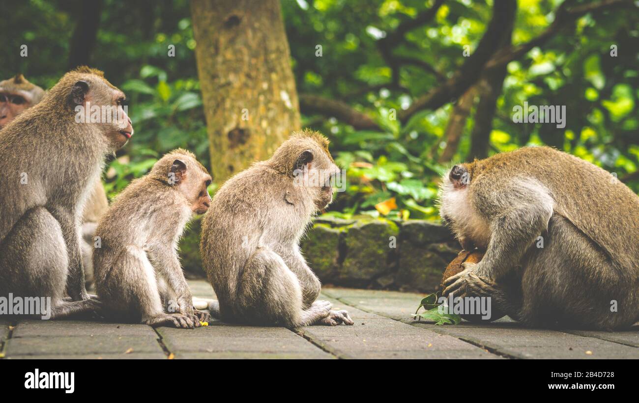 Opening Coconut, Long-tailed macaques, Macaca fascicularis, in Sacred Monkey Forest, Ubud. Indonesia Stock Photo