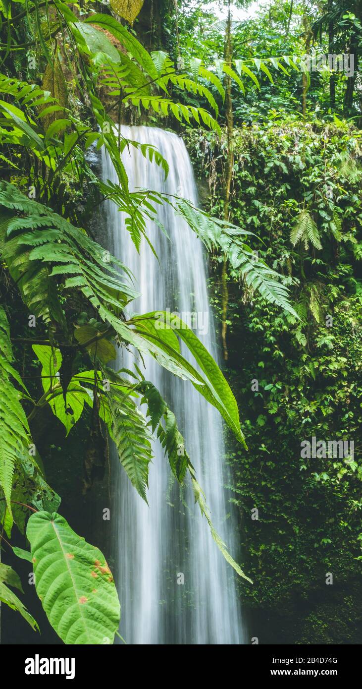 Close up of Waterfall hidden in lush jungle leaves, Bali, Indonesia. Stock Photo