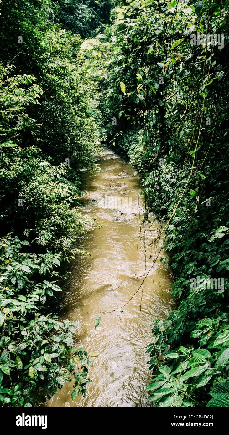 Ubud jungle canopy hi-res stock photography and images - Alamy