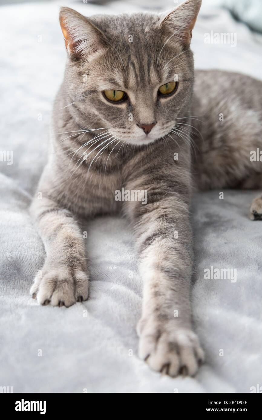 Cute Grey British Shorthair Tabby Cat With Large Yellow Eyes Lying On A Bed Staring Intently At The Camera In A Close Up Portrait Stock Photo Alamy