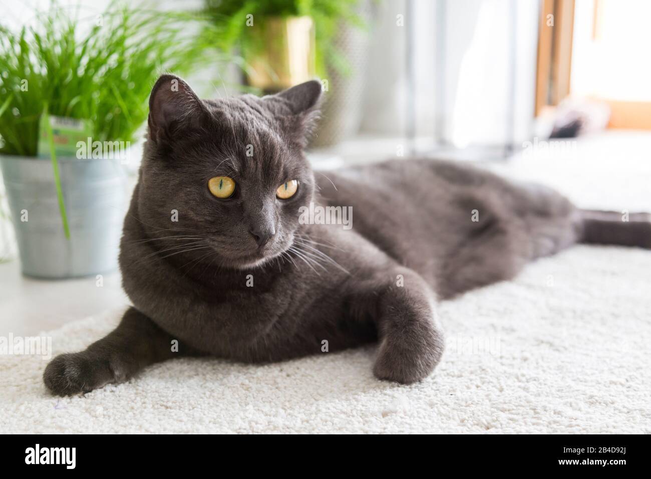 british shorthair indoor cat