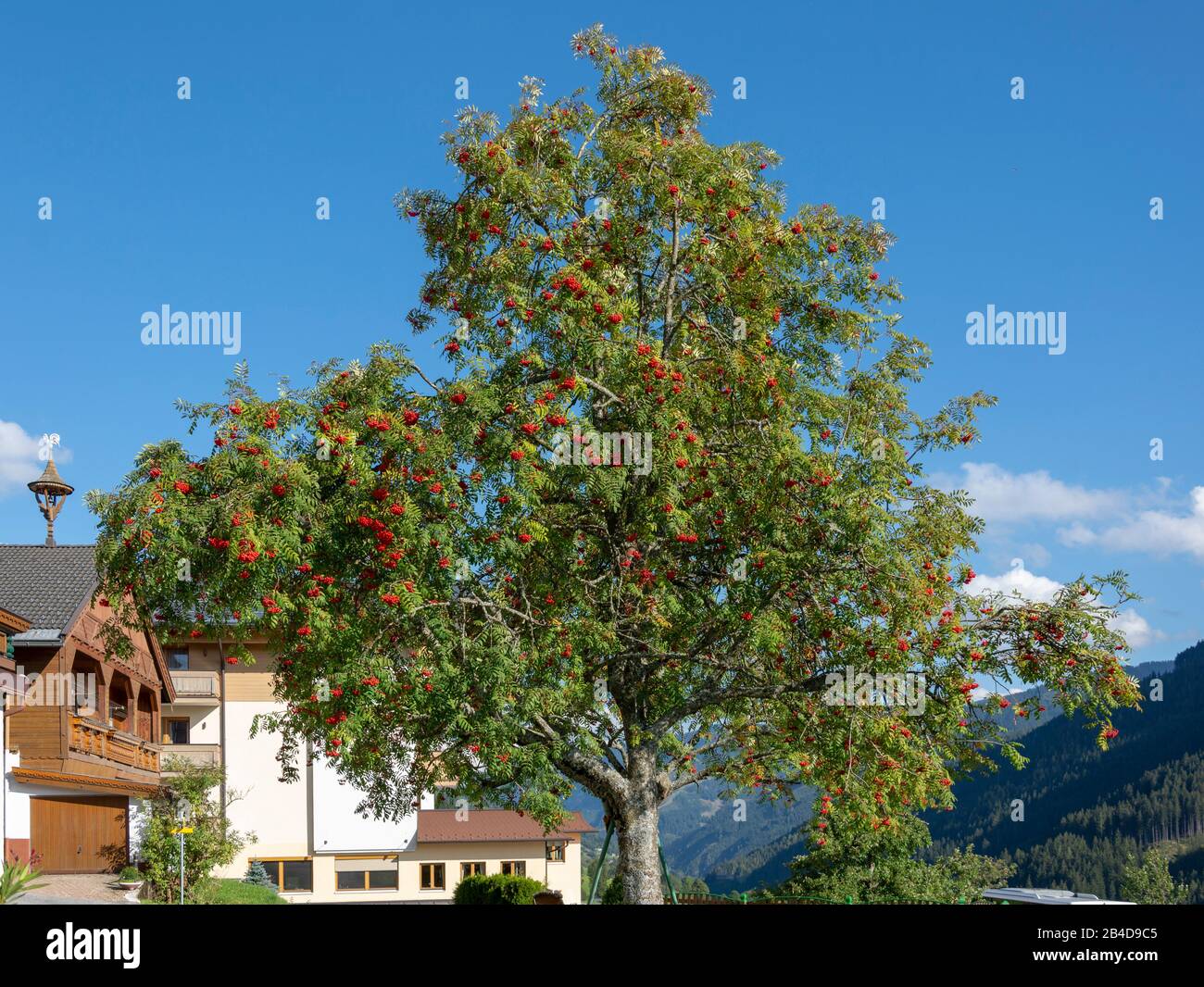 Austria, Saalbach-Hinterglemm, rowan, rowan or rowan, Sorbus aucuparia. Stock Photo