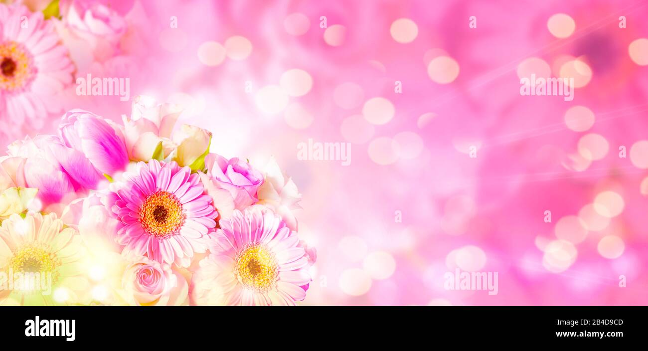 Gerbera, tulips, roses on pink background with copy space, banner with bokeh Stock Photo
