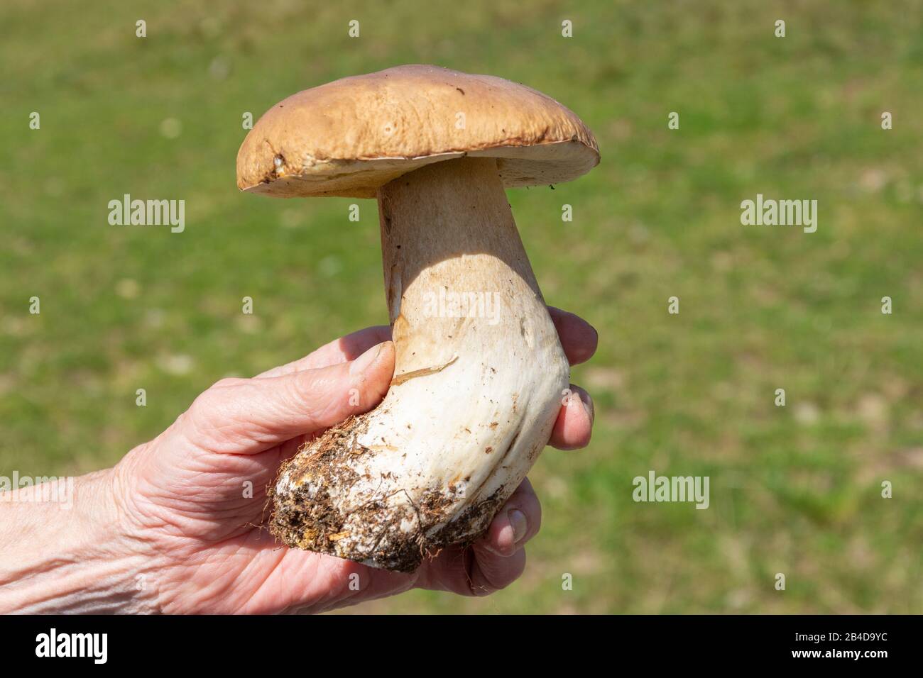 Cep mushroom genus Dickröhrlinge (Boletus) Stock Photo