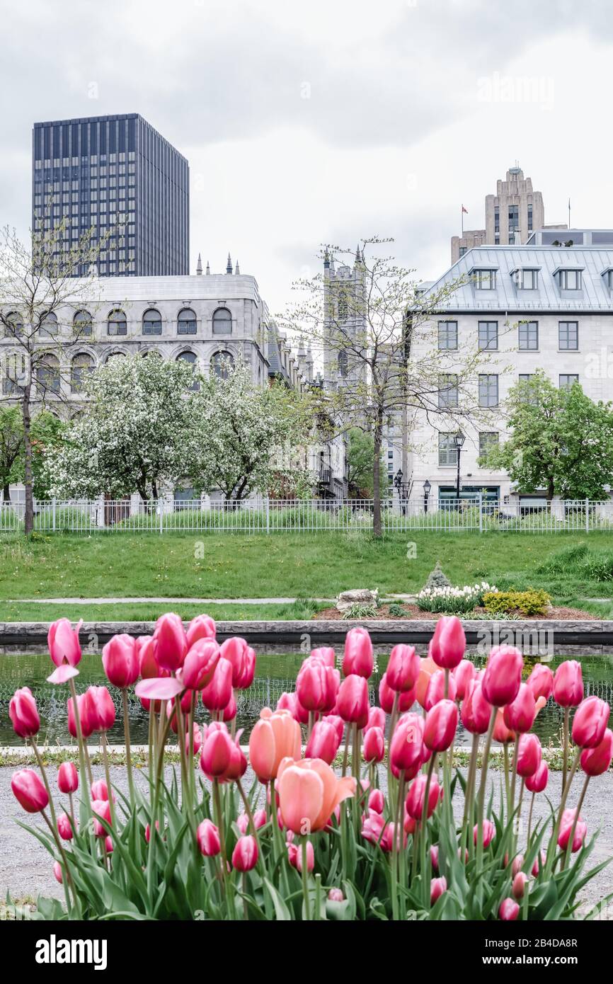 Tulips growing in the spring park. Old Port of Montreal (Quebec, Canada). Stock Photo