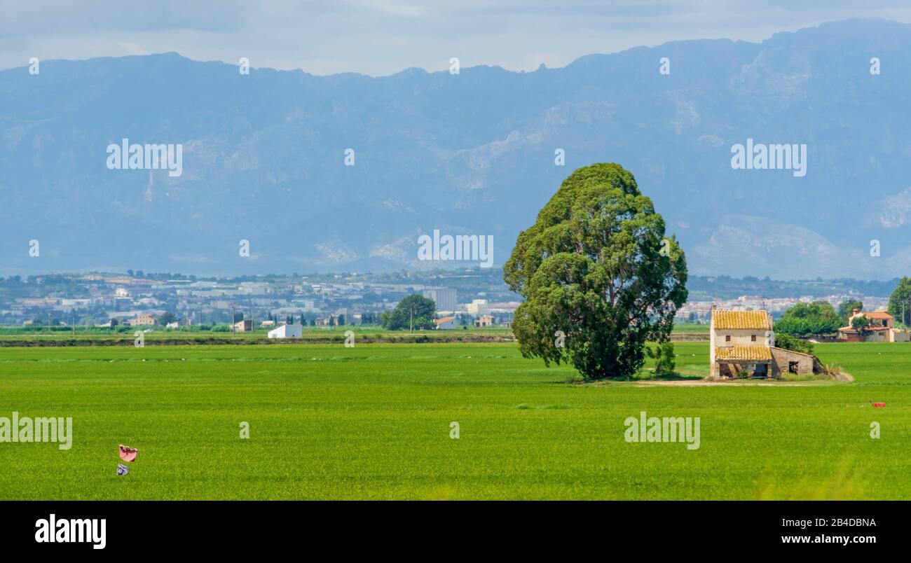 Ebro River Delta Rice Fields Stock Photo