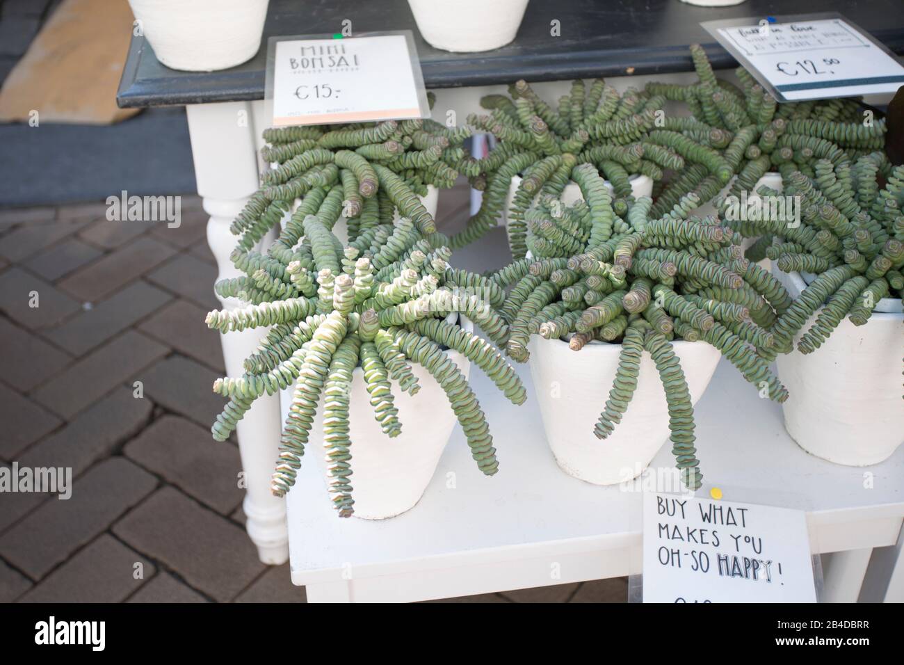 Flower Market Groningen, Netherlands Stock Photo Alamy