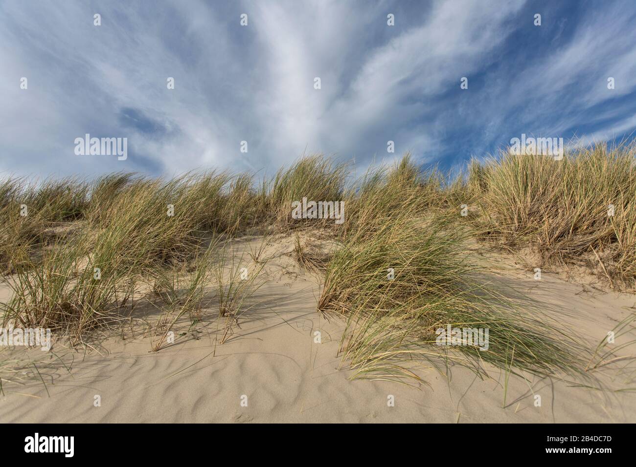 Dune grass at the North Sea Stock Photo