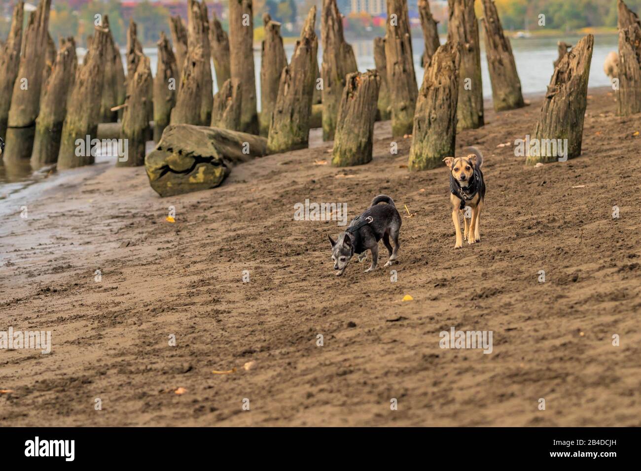 Two Canine friends play on the beach Stock Photo