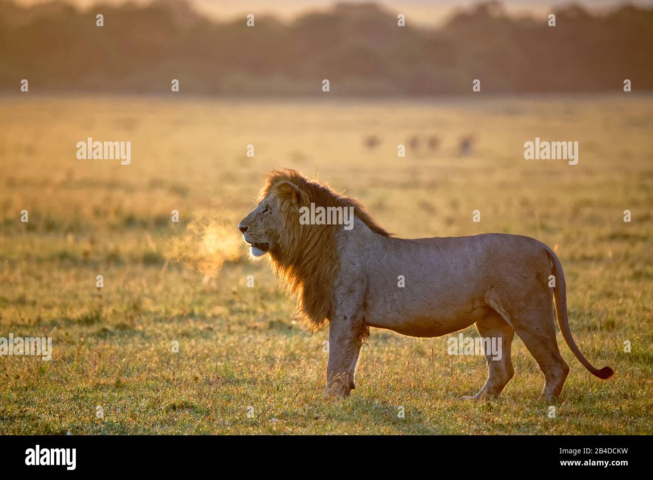 Mane lion hi-res stock photography and images - Alamy
