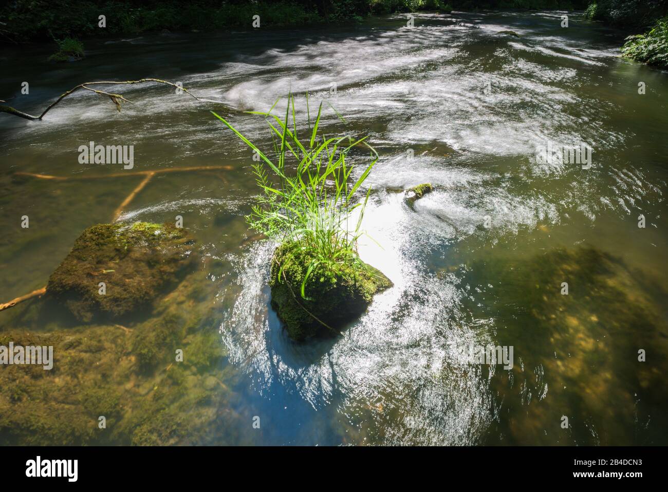 Aquatic plants with long roots hi-res stock photography and images - Alamy