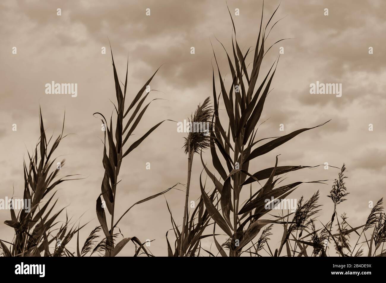 Black and white of tall grasses in Parc Del Ebro, Catalonia, Spain Stock Photo