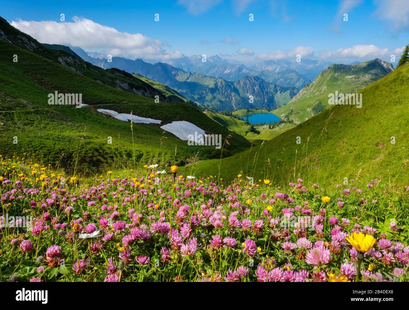 Meadow clover (Trifolium pratense), Seealpsee on the Nebelhorn, Allgäu Alps, Oberstdorf, Oberallgäu, Allgäu, Swabia, Bavaria, Germany Stock Photo