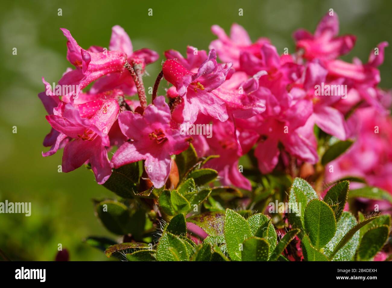 Almrausch, Bewurzerte Alpenrose (Rhododendron hirsutum), Allgaeu Alps, Upper Allgaeu, Allgaeu, Swabia, Bavaria, Germany Stock Photo