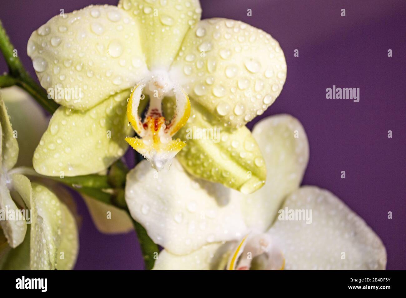 Orchid flower in the garden of orchids in the winter or spring day. Orchid flower for postcard beauty and agriculture design. Beautiful orchid flower Stock Photo