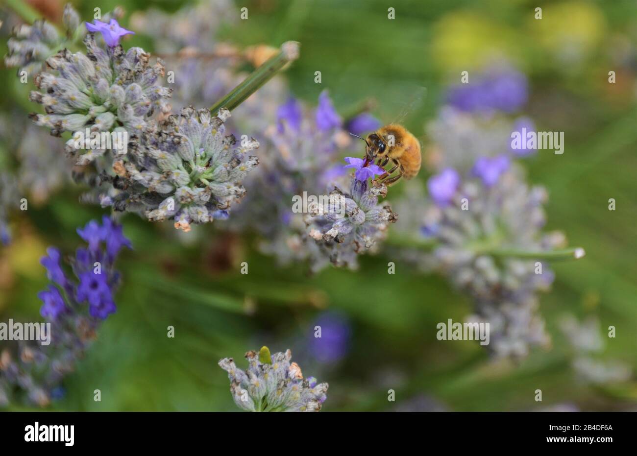 industrious bee getting pollen from lavender plant Stock Photo Alamy
