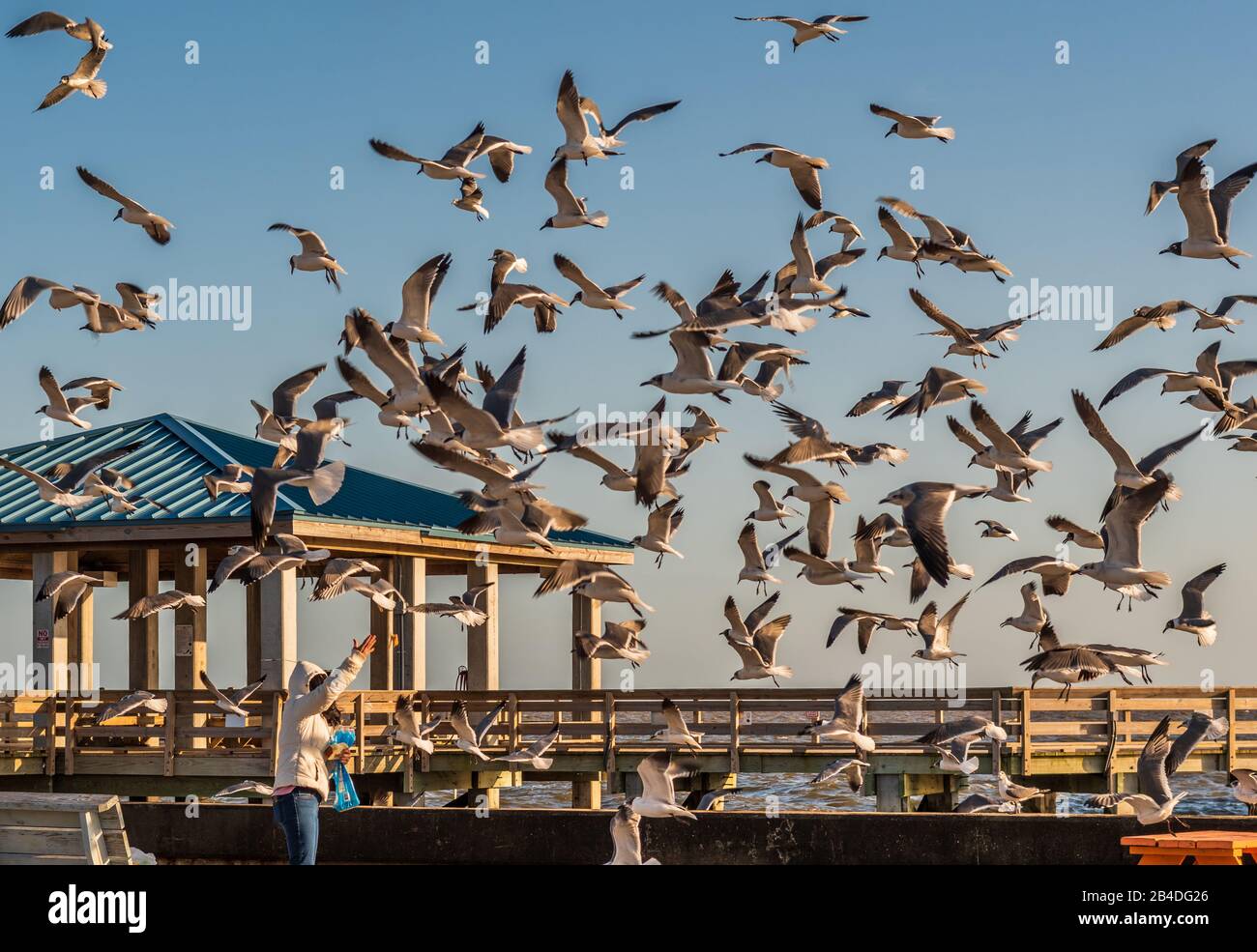 Woman feeding seagulls on Mississippi Gulf Coast. Stock Photo