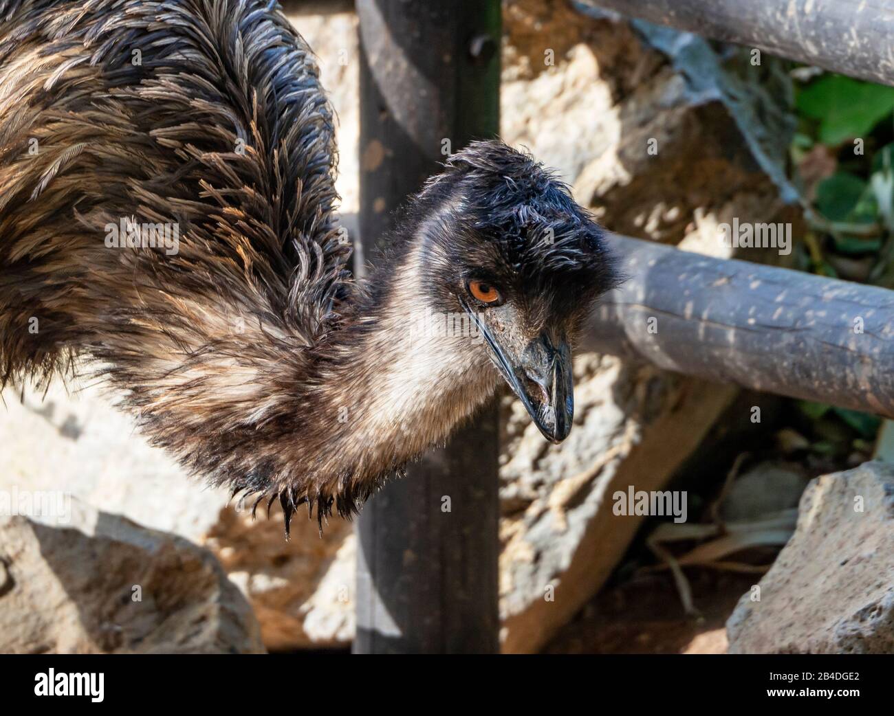 portrait close up emu in zoo Stock Photo