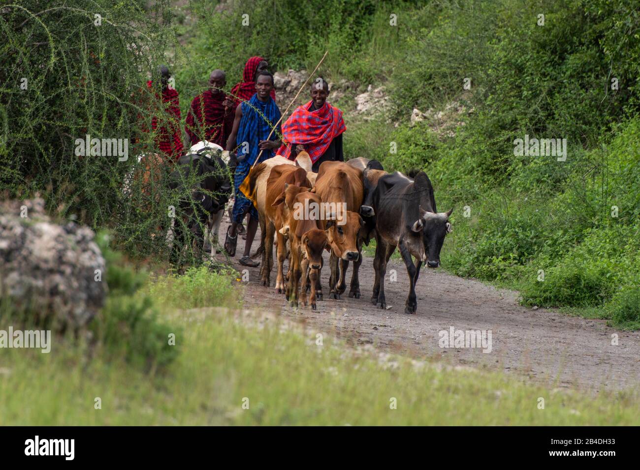 Tanzania, Northern Tanzania at the end of the rainy season in May